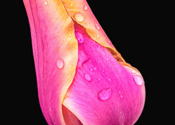 solo tulip